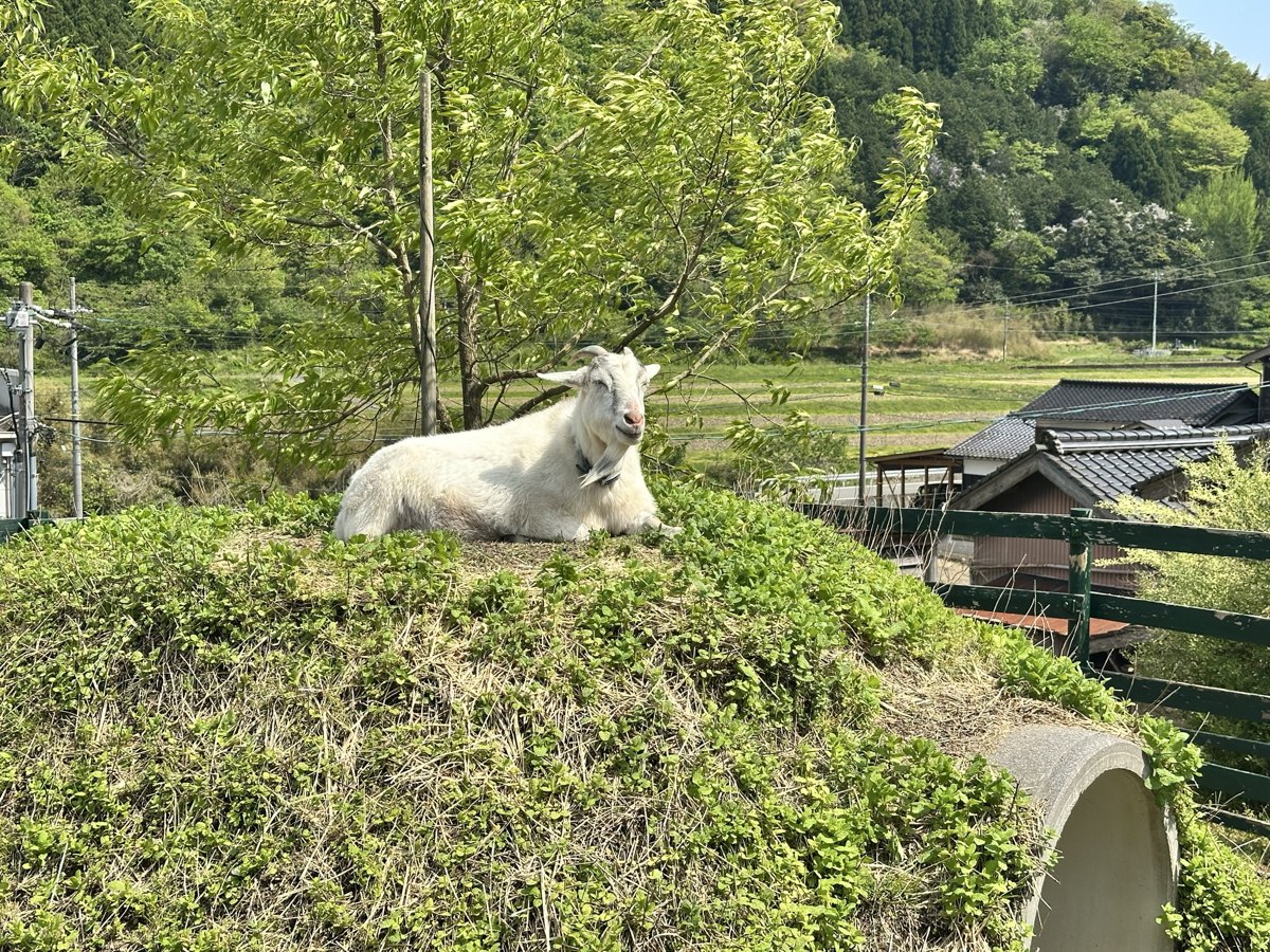 丘の上でくつろぐ白いヤギ