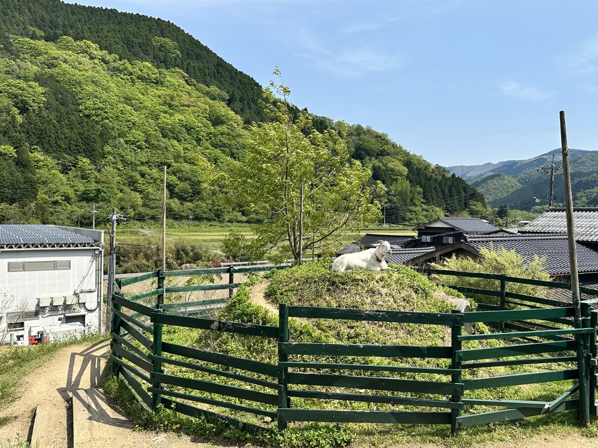 緑の柵で囲まれたヤギのいる場所と山の景色
